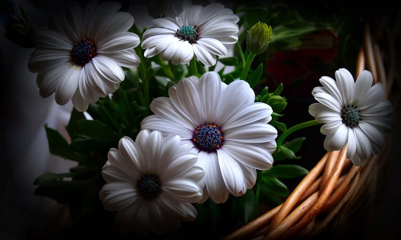 Обои цветы, фон, корзина, гербера, flowers, background, basket, gerbera разрешение 2048x1257 Загрузить