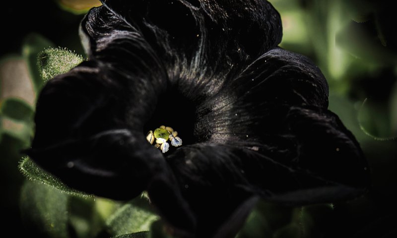 Обои цветок, петуния, черный бархат, flower, petunia, black velvet разрешение 4033x2826 Загрузить