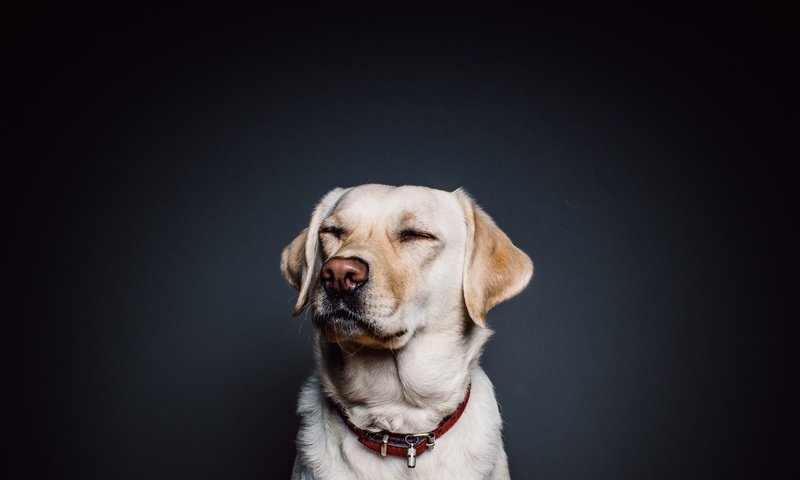 Обои морда, взгляд, собака, лабрадор, ретривер, face, look, dog, labrador, retriever разрешение 2800x1800 Загрузить