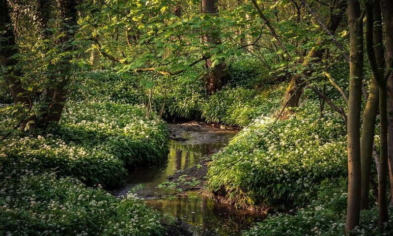 Обои цветы, шотландия, трава, stoneycliffe wood, деревья, зелень, лес, ручей, ветки, листва, flowers, scotland, grass, trees, greens, forest, stream, branches, foliage разрешение 2880x1920 Загрузить