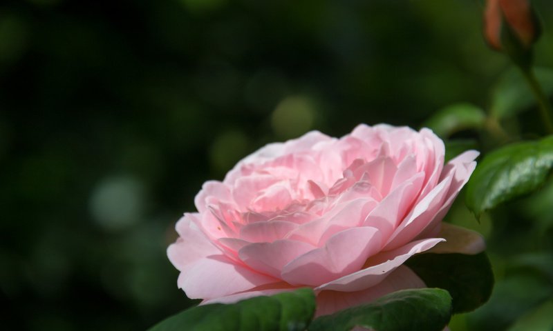 Обои роза, бутон, розовая, rose, bud, pink разрешение 2048x1365 Загрузить
