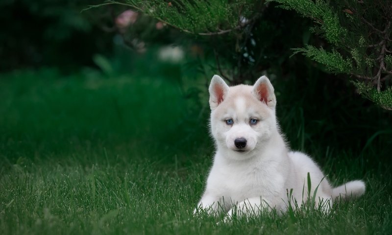 Обои трава, щенок, хаски, grass, puppy, husky разрешение 3000x1981 Загрузить