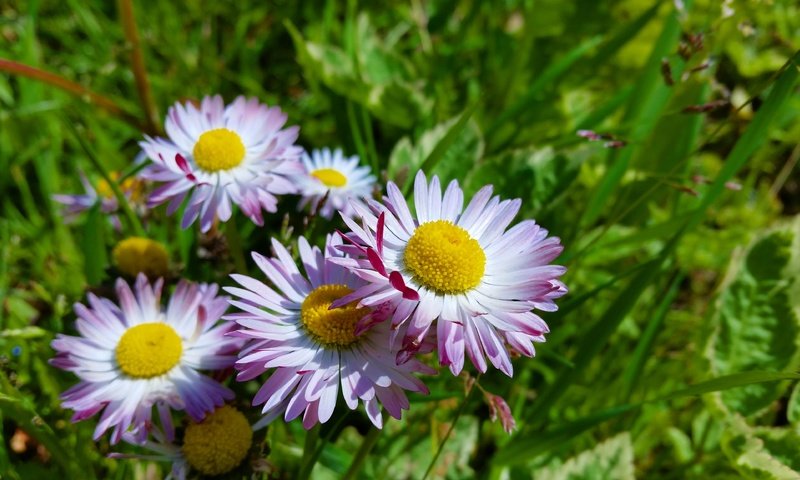 Обои цветы, солнце, лето, маргаритки, flowers, the sun, summer, daisy разрешение 4096x2304 Загрузить