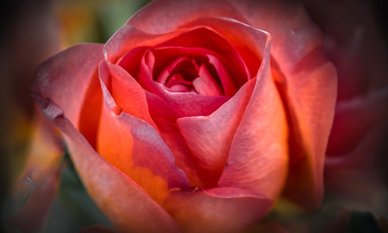 Обои цветок, роза, лепестки, бутон, flower, rose, petals, bud разрешение 4746x3447 Загрузить
