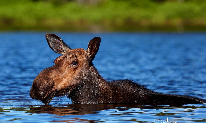 Обои вода, природа, животное, лось, elan, water, nature, animal, moose разрешение 1986x1400 Загрузить