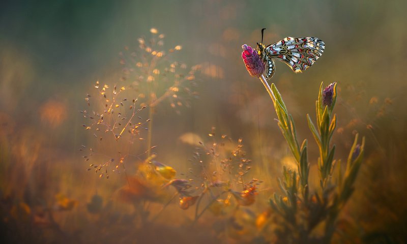 Обои цветы, насекомое, бабочка, блики, поляна, луг, flowers, insect, butterfly, glare, glade, meadow разрешение 2048x1152 Загрузить