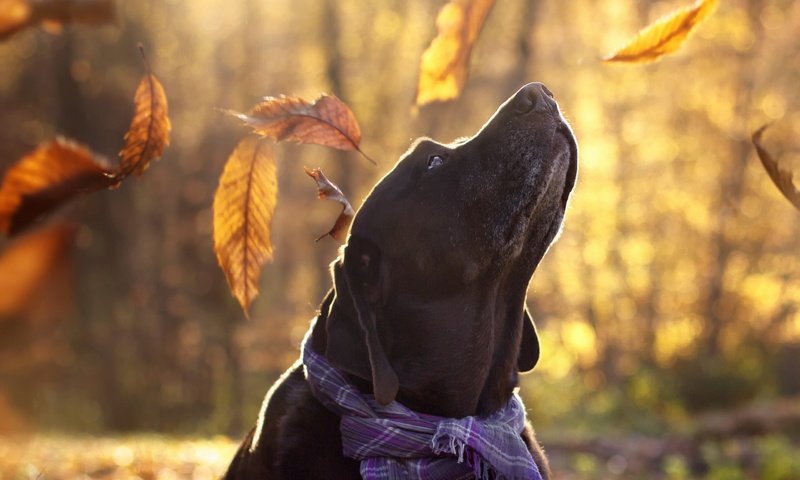 Обои листья, взгляд, осень, собака, друг, лабрадор, aaron, maria luisa milla, leaves, look, autumn, dog, each, labrador разрешение 2560x1707 Загрузить