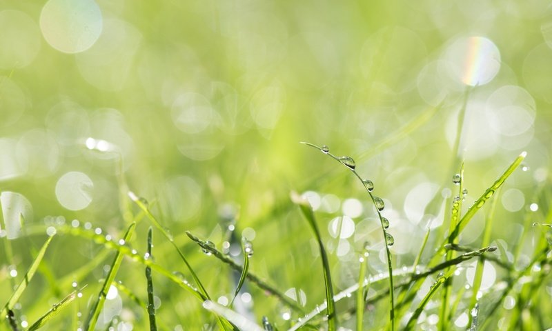 Обои трава, природа, макро, роса, капли, зеленая, капельки росы, grass, nature, macro, rosa, drops, green, drops of dew разрешение 3000x2000 Загрузить
