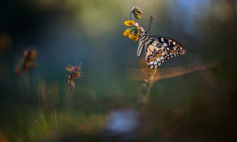 Обои макро, насекомое, фон, бабочка, поляна, macro, insect, background, butterfly, glade разрешение 2048x1152 Загрузить
