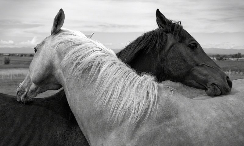 Обои чёрно-белое, лошади, кони, дружба, black and white, horse, horses, friendship разрешение 3000x1992 Загрузить