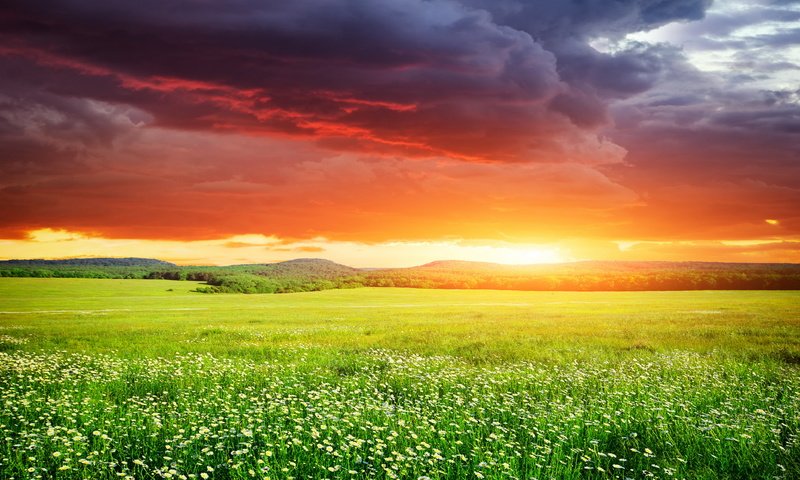 Обои небо, цветы, трава, закат, поле, неба, ландшафт, на природе, the sky, flowers, grass, sunset, field, sky, landscape, nature разрешение 3870x2580 Загрузить