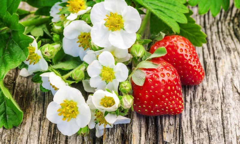 Обои цветы, клубника, ягоды, flowers, strawberry, berries разрешение 2880x1920 Загрузить