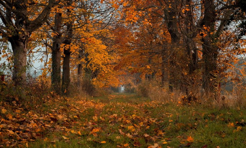 Обои природа, листья, осень, nature, leaves, autumn разрешение 2048x1171 Загрузить