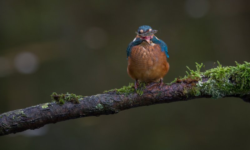 Обои ветка, природа, птица, мох, рыба, зимородок, branch, nature, bird, moss, fish, kingfisher разрешение 2048x1365 Загрузить