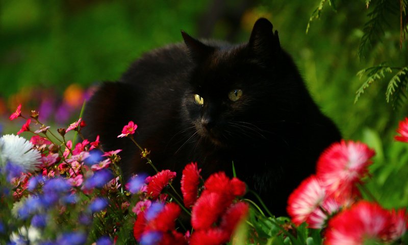 Обои цветы, кот, мордочка, взгляд, черный кот, маргаритки, flowers, cat, muzzle, look, black cat, daisy разрешение 3010x2007 Загрузить