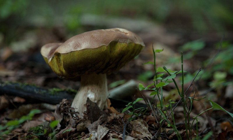 Обои природа, лес, макро, осень, гриб, боке, nature, forest, macro, autumn, mushroom, bokeh разрешение 3628x2419 Загрузить