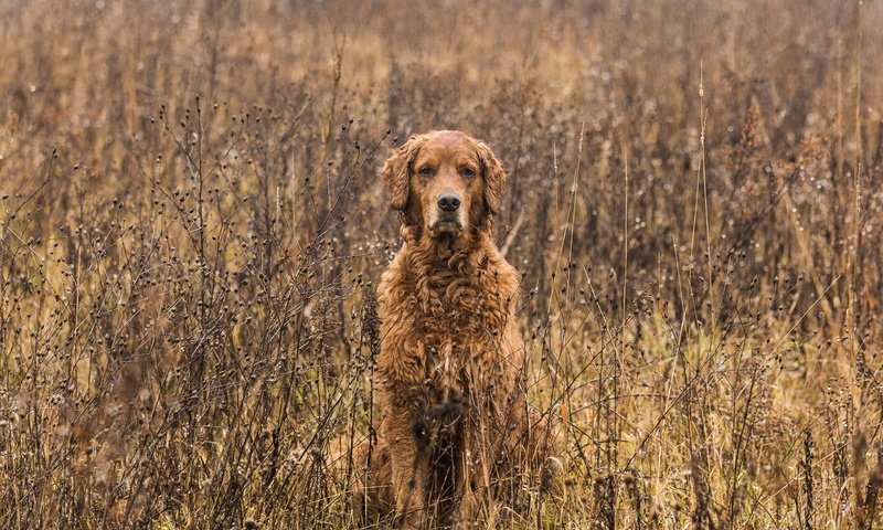 Обои взгляд, осень, собака, друг, золотистый ретривер, tom landretti, canine camouflage, look, autumn, dog, each, golden retriever разрешение 1920x1191 Загрузить