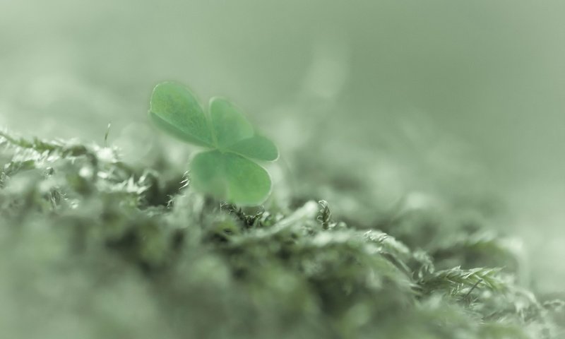 Обои клевер, макро, фон, clover, macro, background разрешение 2047x1273 Загрузить