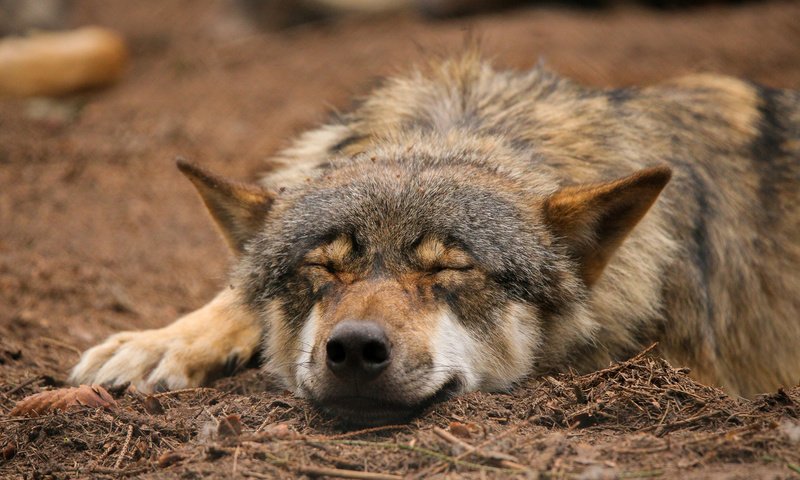 Обои природа, спит, волк, quiet-bliss, nature, sleeping, wolf разрешение 2000x1333 Загрузить