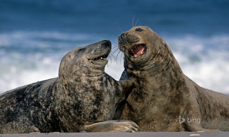 Обои серые, германия, тюлени, гельголанд, длинномордый тюлень, grey, germany, seals, helgoland, glennamaddy seal разрешение 1920x1200 Загрузить