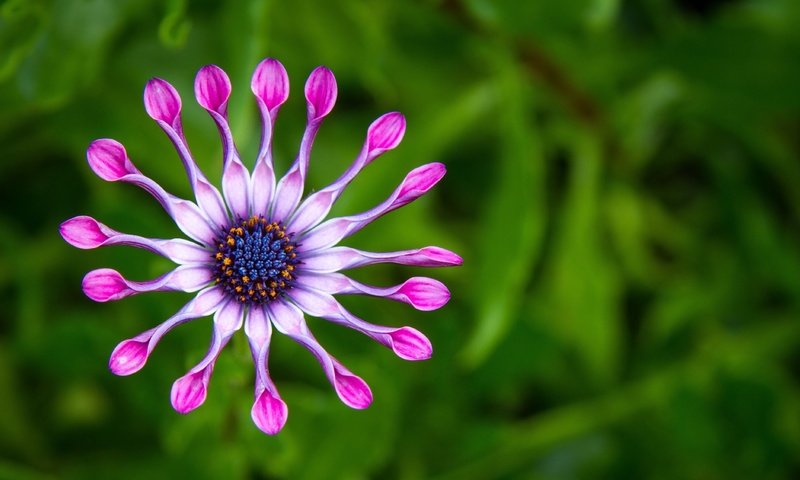 Обои природа, макро, цветок, лепестки, фиолетовый, зеленый фон, цветком, african spoon daisies, nature, macro, flower, petals, purple, green background, spoon daisies african разрешение 4553x2550 Загрузить