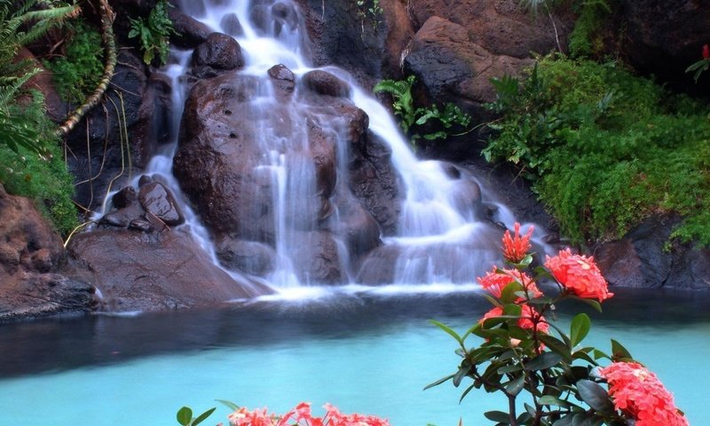 Обои цветы, скалы, природа, зелень, водопад, красные, тропики, flowers, rocks, nature, greens, waterfall, red, tropics разрешение 1920x1080 Загрузить