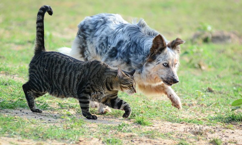 Обои кот, поле, кошка, собака, пес, друганы, крадутся, заговорщики, cat, field, dog, boys, sneak, the conspirators разрешение 2048x1152 Загрузить