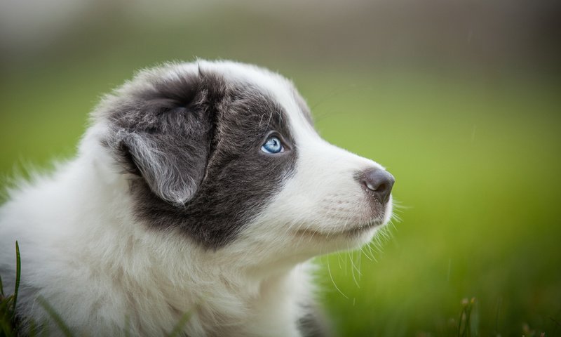 Обои портрет, собака, серый, размытость, щенок, голубые глаза, австралийская овчарка, аусси, portrait, dog, grey, blur, puppy, blue eyes, australian shepherd, aussie разрешение 2048x1152 Загрузить