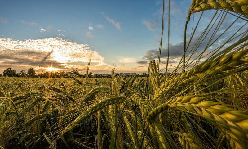 Обои небо, природа, макро, поле, лето, колосья, пшеница, the sky, nature, macro, field, summer, ears, wheat разрешение 2048x1365 Загрузить