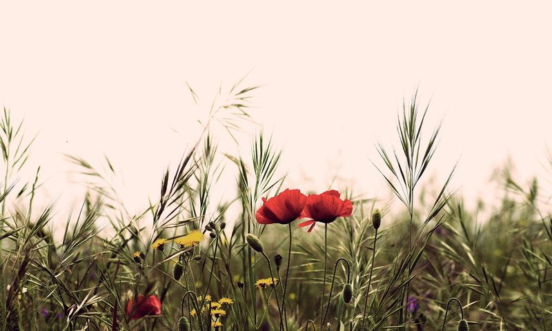 Обои цветы, поле, лето, маки, полевые, flowers, field, summer, maki разрешение 2048x1249 Загрузить