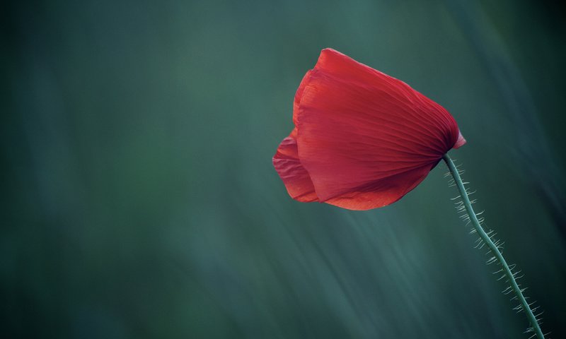 Обои макро, фон, цветок, поле, красный, мак, macro, background, flower, field, red, mac разрешение 2048x1360 Загрузить