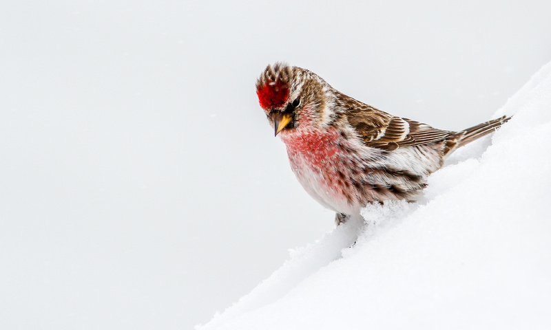 Обои снег, птица, чечётка, snow, bird, tap dance разрешение 3783x2522 Загрузить