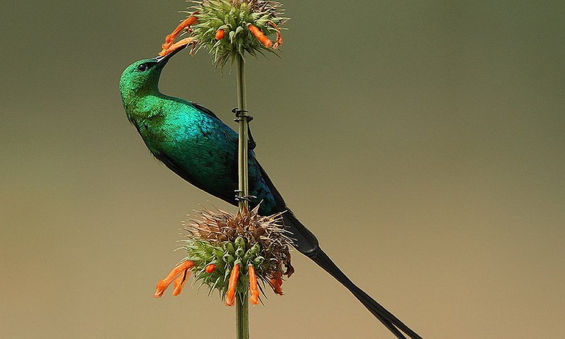 Обои цветок, птица, нектарница, malachite sunbird, малахитовая, flower, bird, the sunbird, malachite разрешение 1920x1369 Загрузить