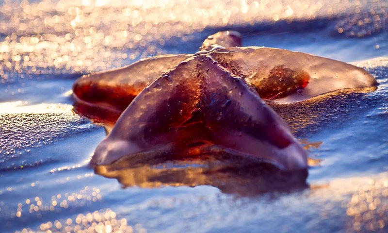 Обои свет, макро, море, пляж, мокро, морская звезда, боке, light, macro, sea, beach, wet, starfish, bokeh разрешение 1920x1280 Загрузить