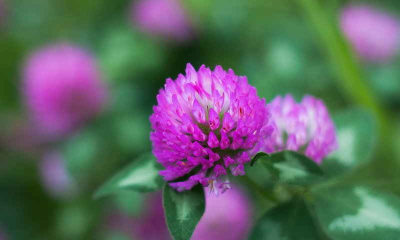 Обои клевер, макро, цветок, боке, clover, macro, flower, bokeh разрешение 3581x2388 Загрузить