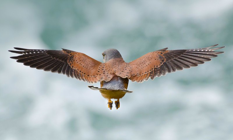 Обои небо, полет, крылья, птица, пустельга, the sky, flight, wings, bird, kestrel разрешение 1920x1080 Загрузить