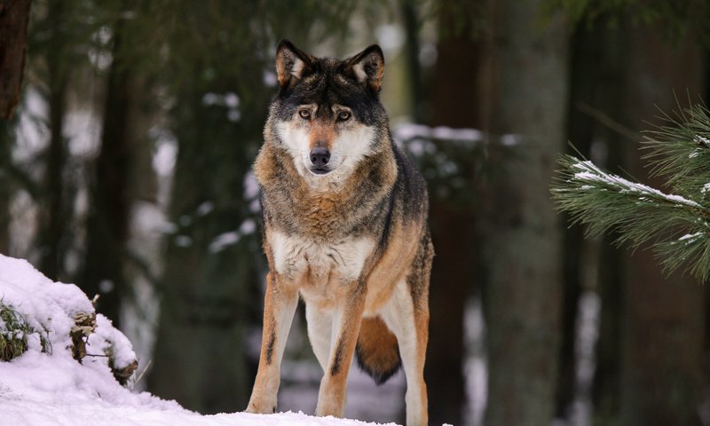 Обои снег, природа, лес, волк, quiet-bliss, snow, nature, forest, wolf разрешение 2000x1333 Загрузить