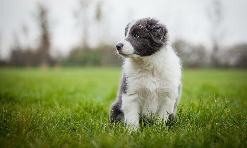 Обои трава, собака, серый, луг, щенок, аусси, grass, dog, grey, meadow, puppy, aussie разрешение 2048x1152 Загрузить