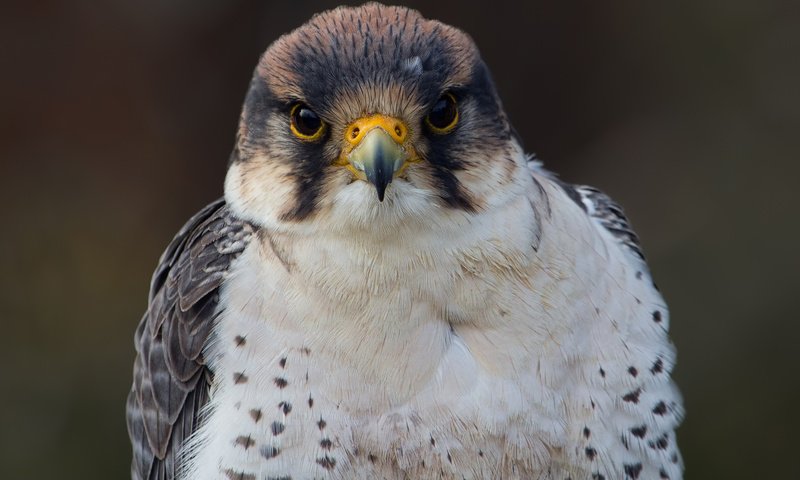 Обои взгляд, птица, фотограф, сокол, regina, lanner falcon, look, bird, photographer, falcon разрешение 2048x1540 Загрузить