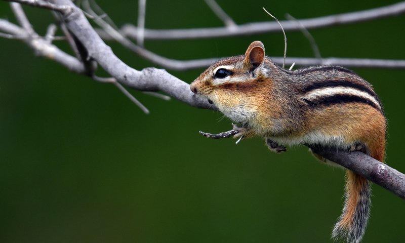 Обои ветки, животное, бурундук, грызун, branches, animal, chipmunk, rodent разрешение 2048x1313 Загрузить