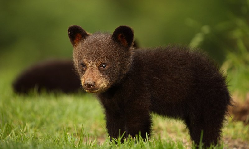 Обои трава, взгляд, медведь, медвежонок, барибал, чёрный медведь, grass, look, bear, baribal, black bear разрешение 2048x1365 Загрузить