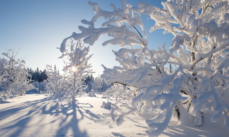 Обои деревья, снег, зима, канада, какиса, северо-западные территории, trees, snow, winter, canada, kakisa, northwest territories разрешение 2880x1920 Загрузить