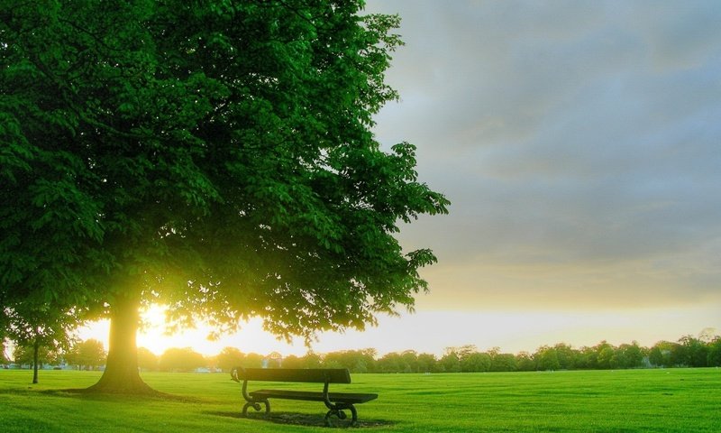 Обои природа, дерево, утро, поле, рассвет, скамейка, лавочка, nature, tree, morning, field, dawn, bench, shop разрешение 1920x1080 Загрузить