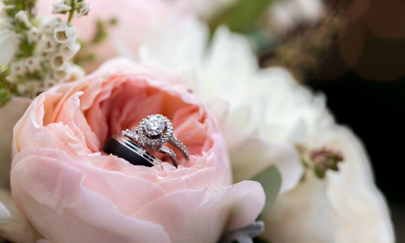 Обои цветы, роза, лепестки, кольца, flowers, rose, petals, ring разрешение 2000x1333 Загрузить