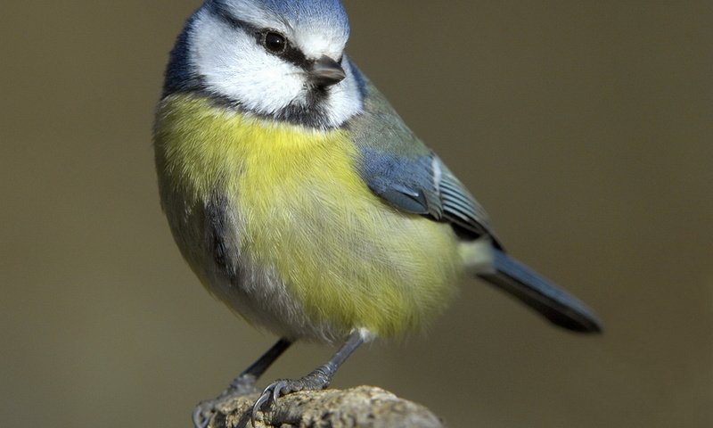 Обои макро, птица, клюв, перья, синица, синичка, лазоревка, cиница, macro, bird, beak, feathers, tit, titmouse, blue tit разрешение 1920x1437 Загрузить