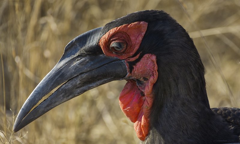 Обои птица, клюв, национальный парк крюгера, южная африка, bucorvus leadbeateri, кафрский рогатый ворон, phil newton, bird, beak, kruger national park, south africa, kaffir horned raven разрешение 3500x2187 Загрузить