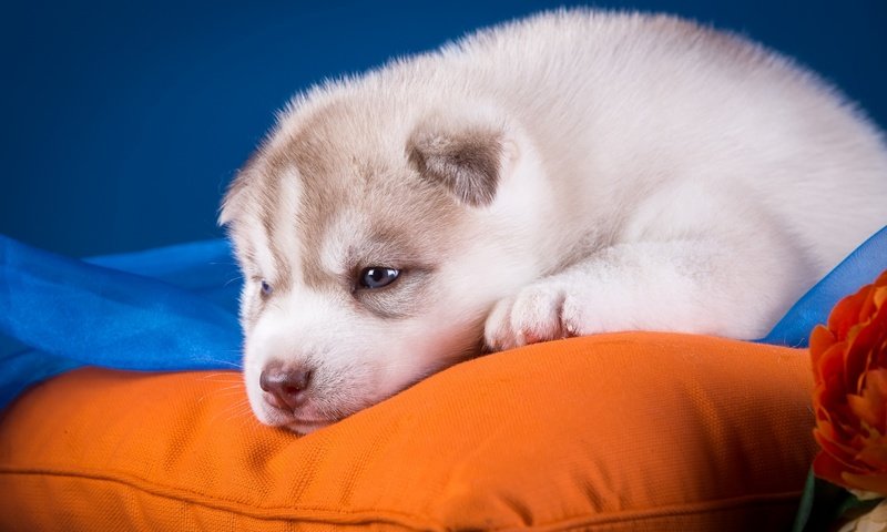 Обои собака, щенок, хаски, подушка, голубоглазый, dog, puppy, husky, pillow, blue-eyed разрешение 2880x1800 Загрузить