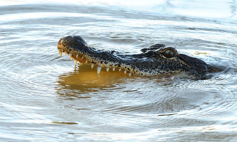 Обои вода, зубы, крокодил, пасть, рептилия, пресмыкающиеся, аллигатор, water, teeth, crocodile, mouth, reptile, reptiles, alligator разрешение 2000x1333 Загрузить