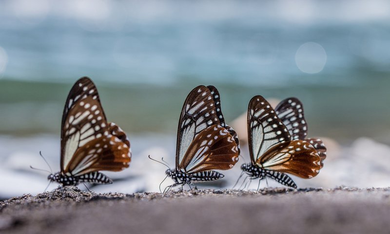 Обои макро, крылья, блики, насекомые, бабочки, три, трио, macro, wings, glare, insects, butterfly, three, trio разрешение 2048x1365 Загрузить