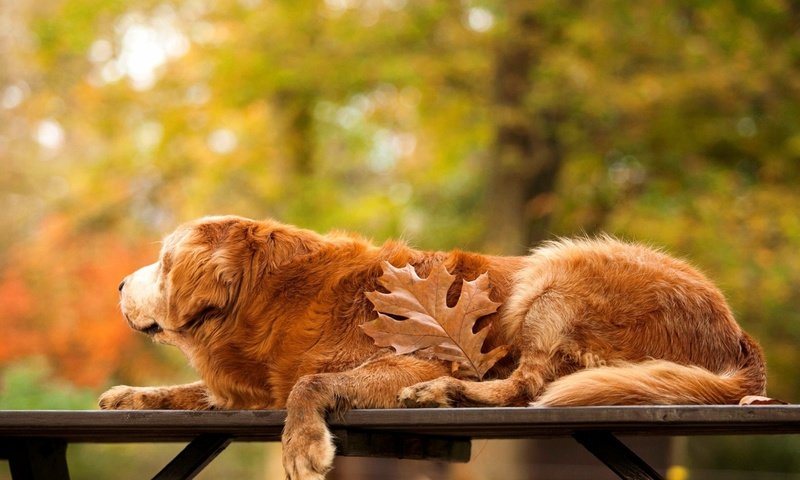 Обои осень, собака, лист, скамейка, золотистый ретривер, autumn, dog, sheet, bench, golden retriever разрешение 3250x1828 Загрузить